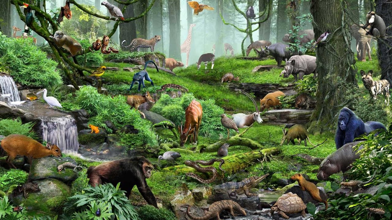Animals & Nature | Quiz Factor